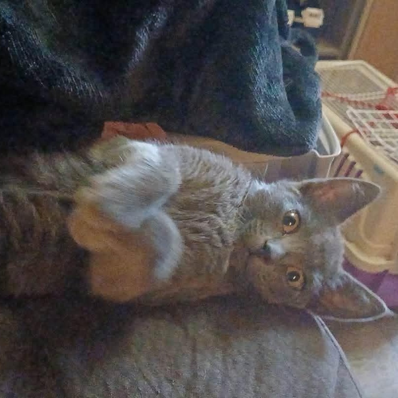 Molly, a ADOPTABLE Domestic Short Hair in Cumberland , VA image 2/3