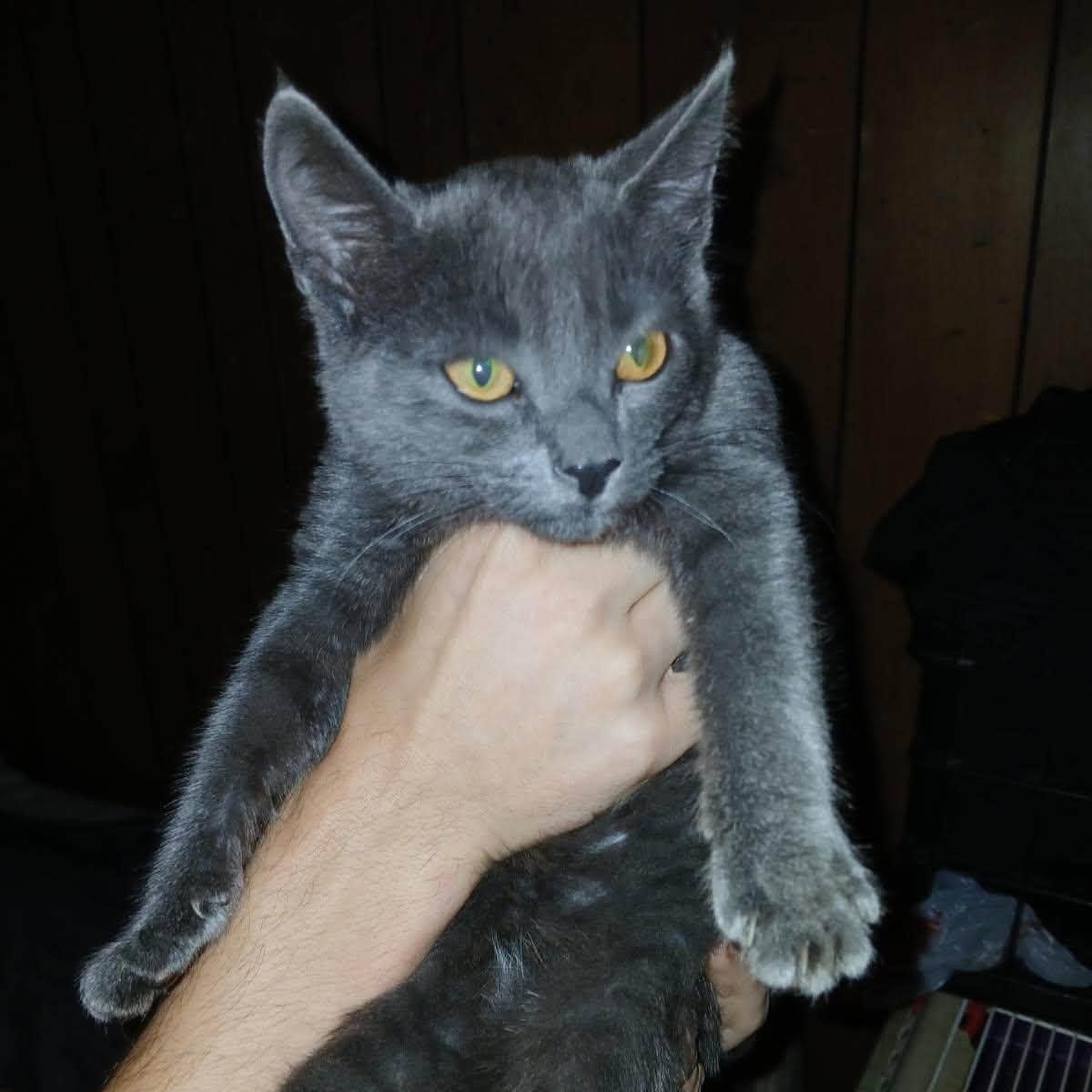 Molly, a ADOPTABLE Domestic Short Hair in Cumberland , VA image 3/3
