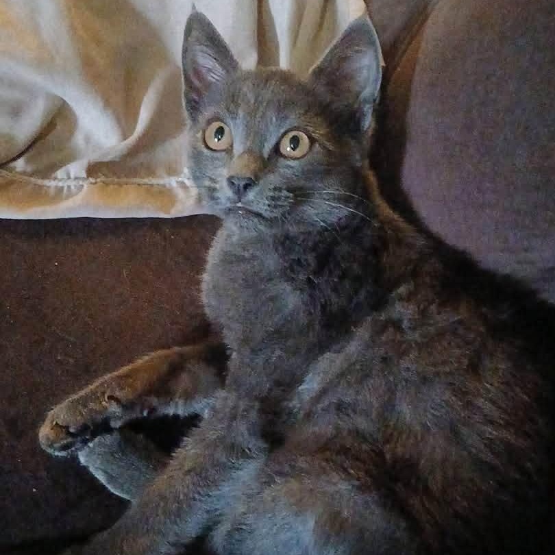 Molly, ADOPTABLE, Kitten Female Domestic Short Hair.