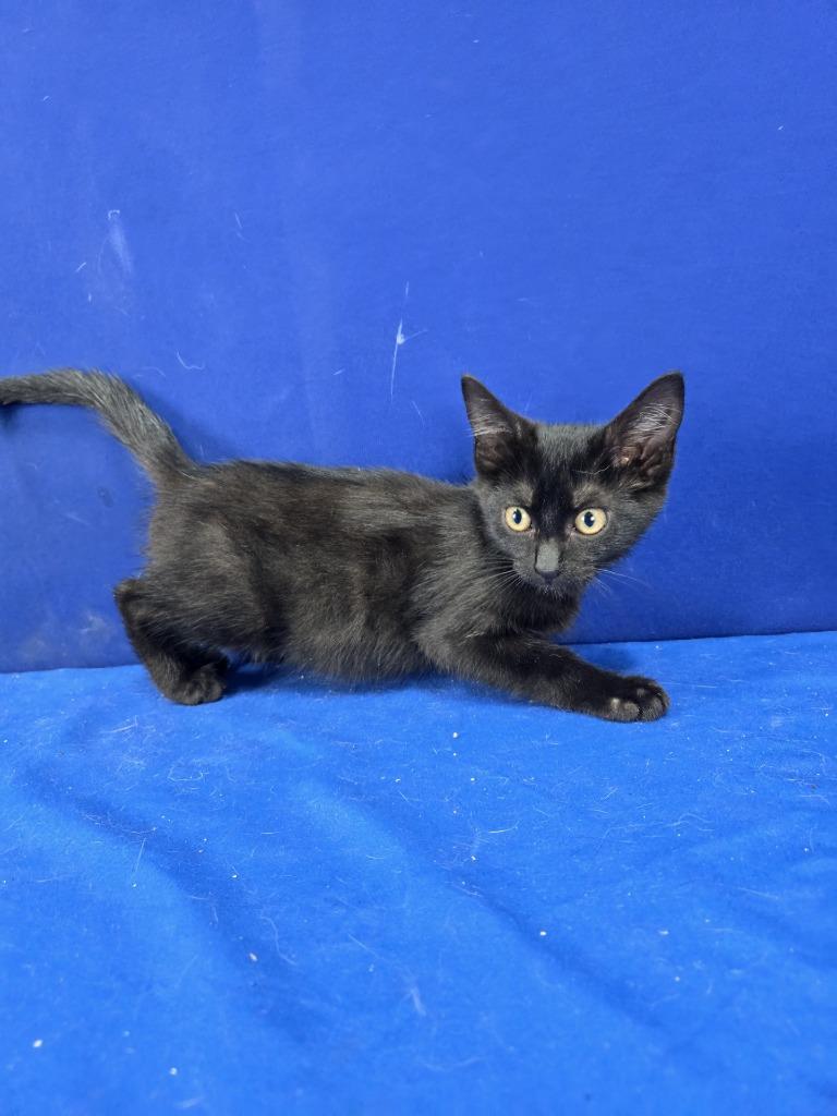 Sketchers, Adoptable, Young Female American Shorthair.