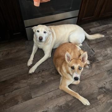 Enlarge Skye, a Adoptable mixed breed in Green Bay, WI image 1/6