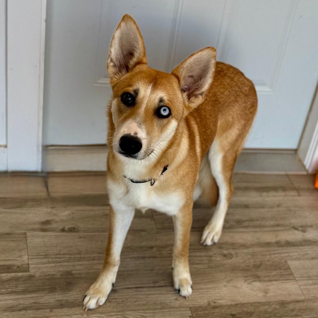 Enlarge Skye, a Adoptable mixed breed in Green Bay, WI image 2/6