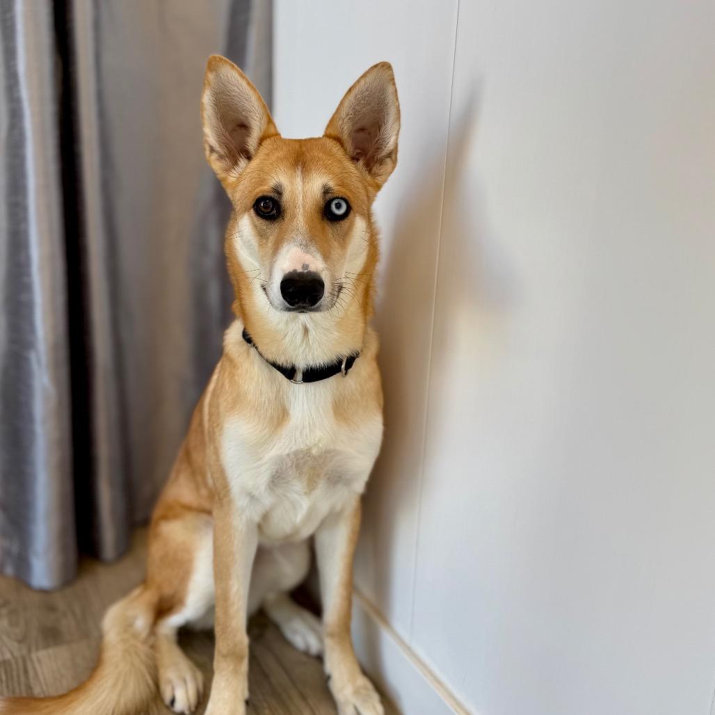 Enlarge Skye, a Adoptable mixed breed in Green Bay, WI image 3/6