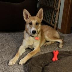 Enlarge Skye, a Adoptable mixed breed in Green Bay, WI image 5/6