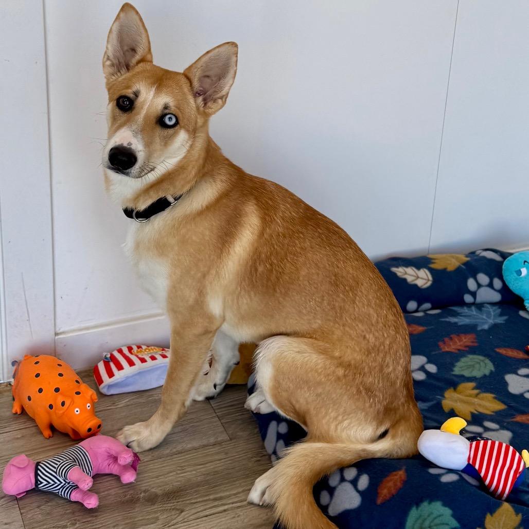 Enlarge Skye, a Adoptable mixed breed in Green Bay, WI image 6/6