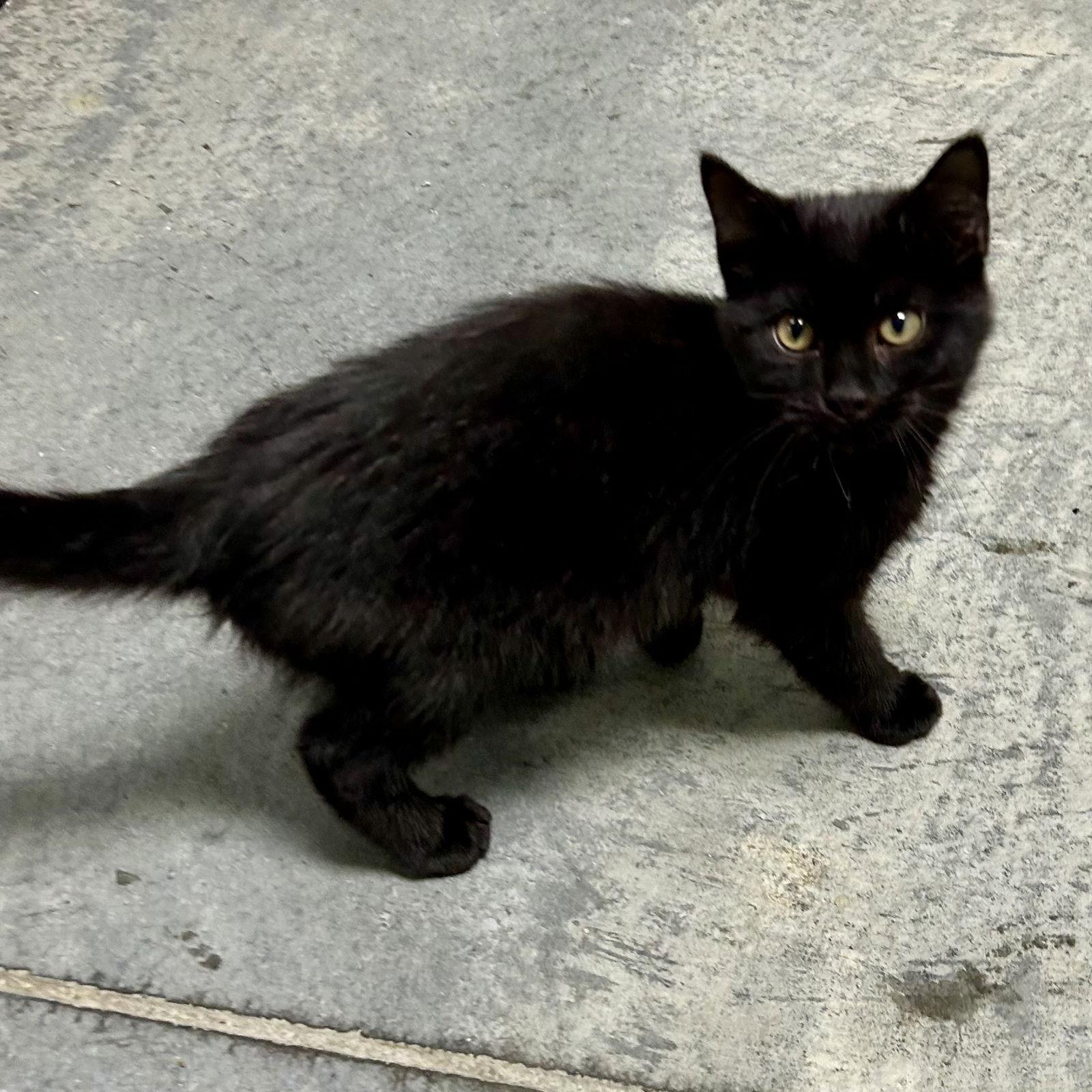 Enlarge Twilight 2025, a Adopted Domestic Short Hair in Norwood, OH image 1/3