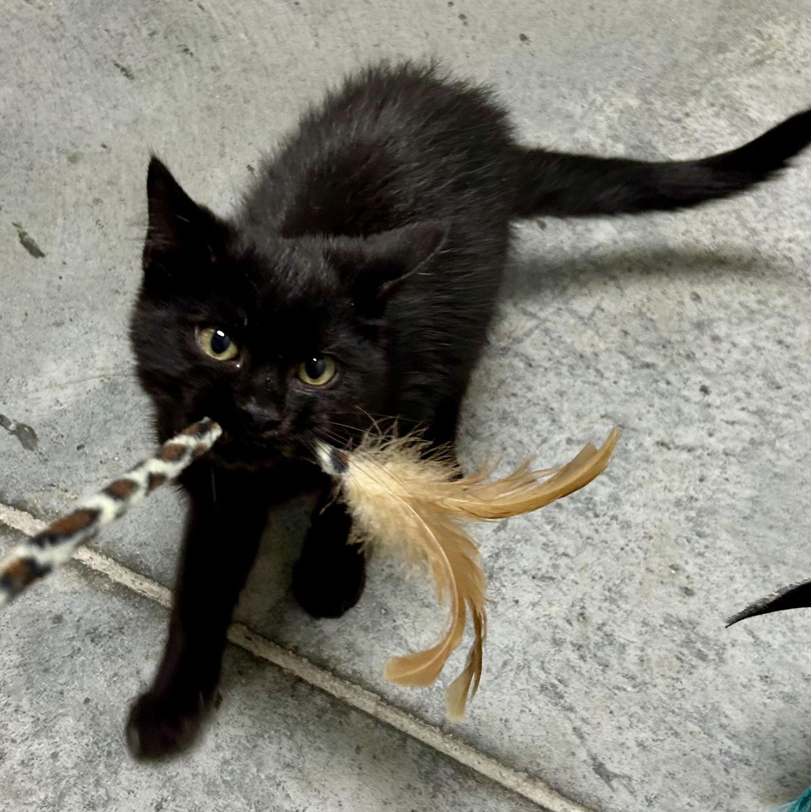 Enlarge Twilight 2025, a Adopted Domestic Short Hair in Norwood, OH image 2/3