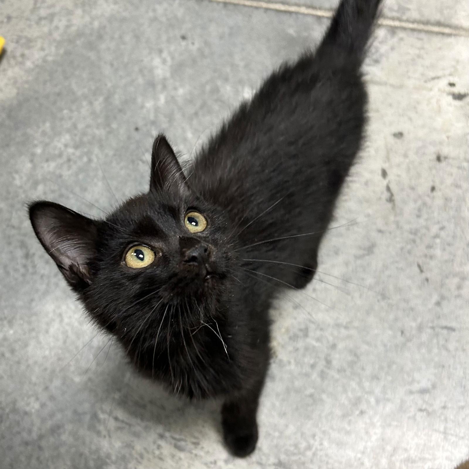 Enlarge Twilight 2025, a Adopted Domestic Short Hair in Norwood, OH image 3/3