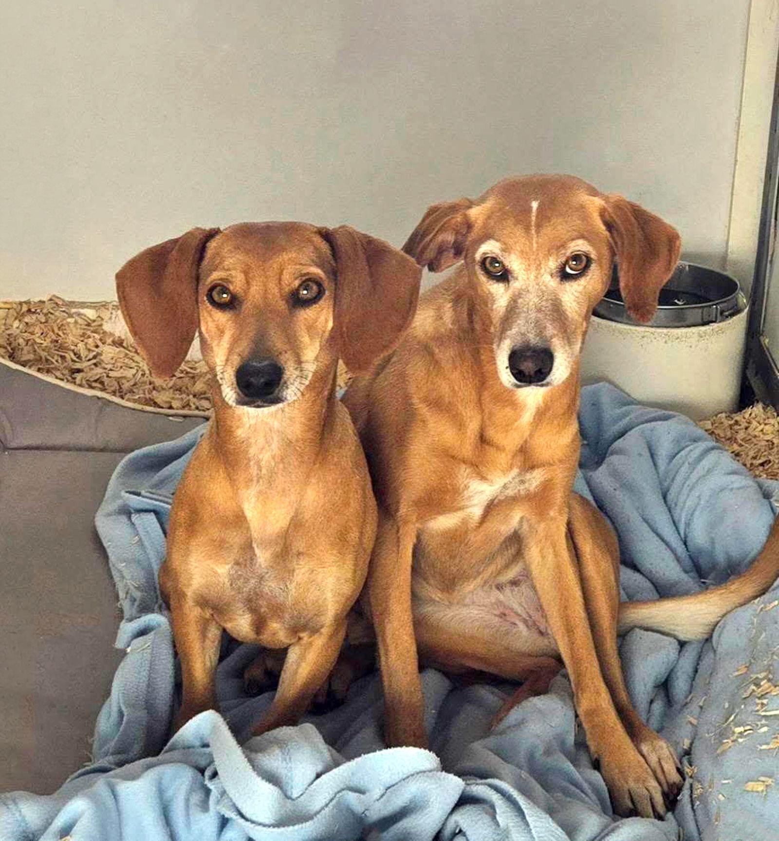 Enlarge Sandy, a Adoptable Dachshund in Coatesville, PA image 2/2