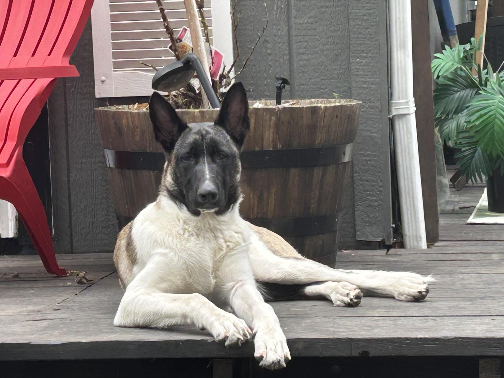 Lark photo