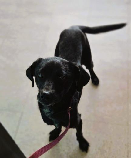 Forrest, Adoptable, Young Male Terrier & Mixed Breed.