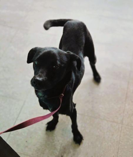 Enlarge Forrest, a Adoptable mixed breed in Sherwood, AR image 2/3