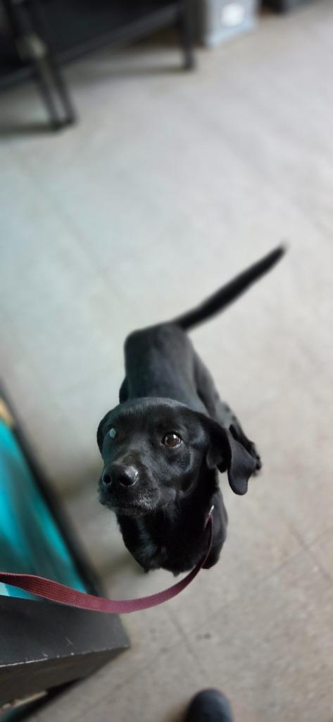 Enlarge Forrest, a Adoptable mixed breed in Sherwood, AR image 3/3
