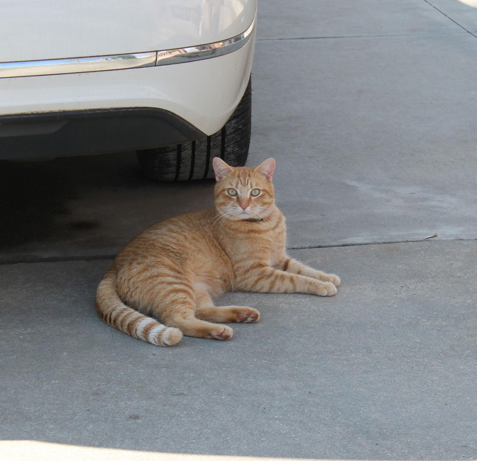 Dude, a Adoptable American Shorthair in Roanoke, AL image 1/2