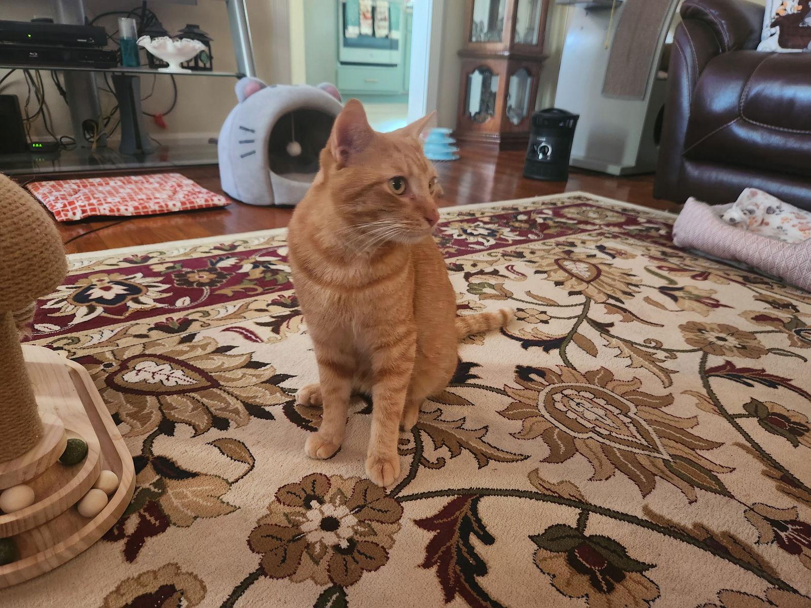 Dude, a Adoptable American Shorthair in Roanoke, AL image 2/2