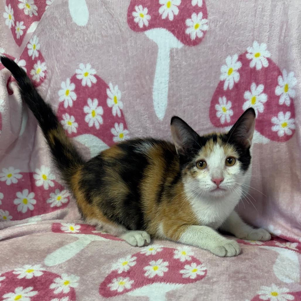 Opal, Adoptable, Kitten Female Domestic Short Hair.