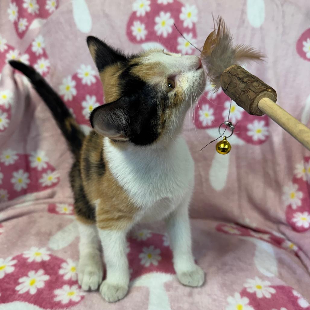 Enlarge Opal, a Adoptable Domestic Short Hair in Kittanning, PA image 2/5