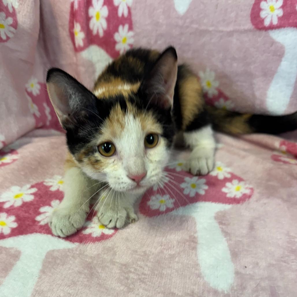 Enlarge Opal, a Adoptable Domestic Short Hair in Kittanning, PA image 3/5