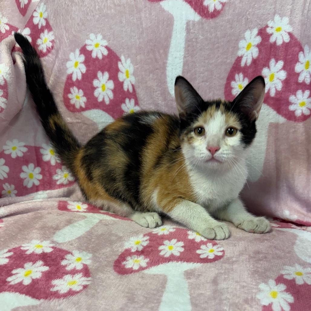 Enlarge Opal, a Adoptable Domestic Short Hair in Kittanning, PA image 4/5
