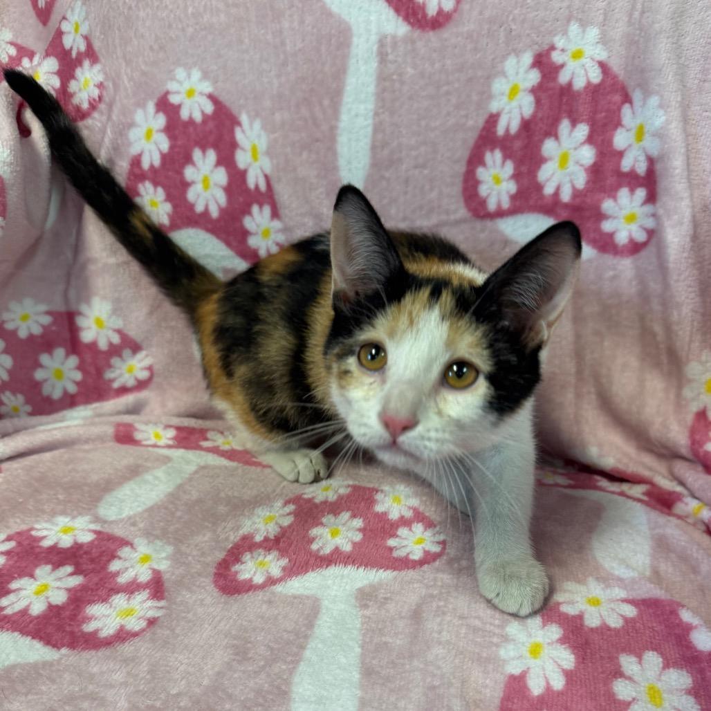 Enlarge Opal, a Adoptable Domestic Short Hair in Kittanning, PA image 5/5