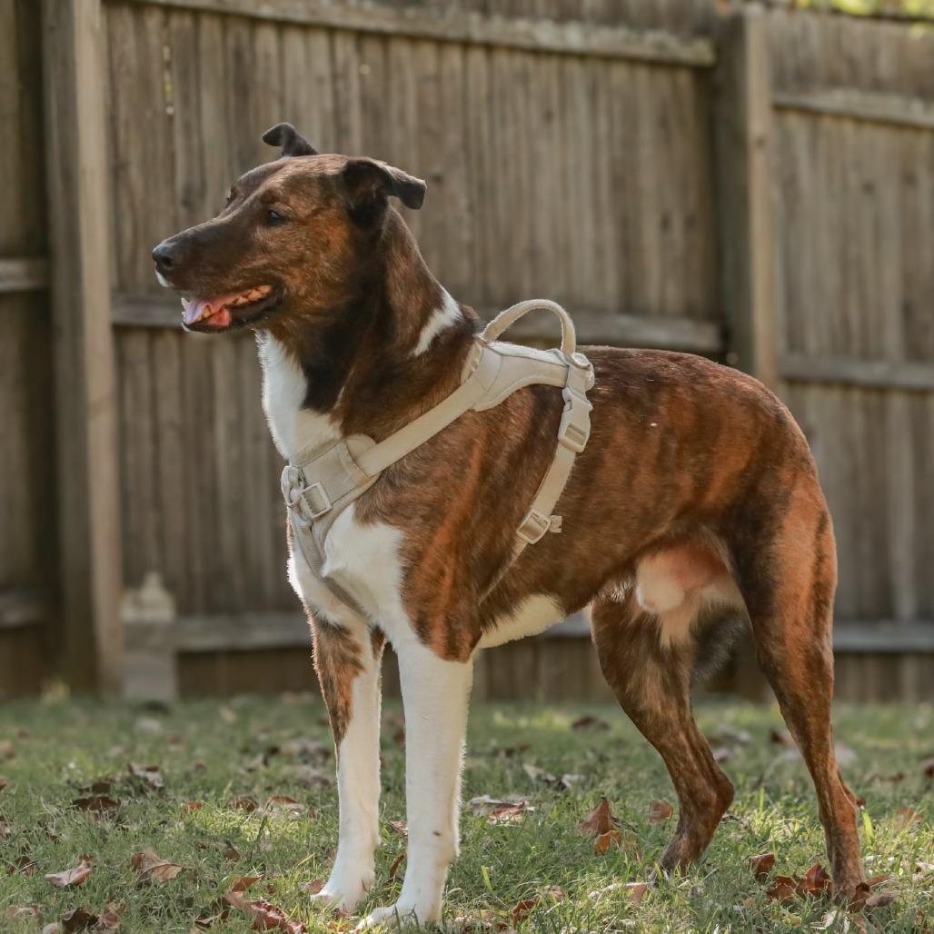 Buster, Adoptable, Senior Male Chocolate Labrador Retriever & Pit Bull Terrier.