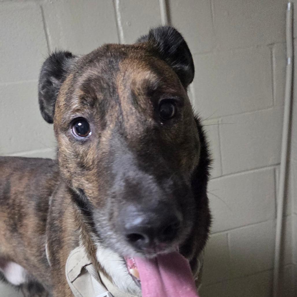 Enlarge Buster, a Adoptable mixed breed in Madisonville, KY image 2/3