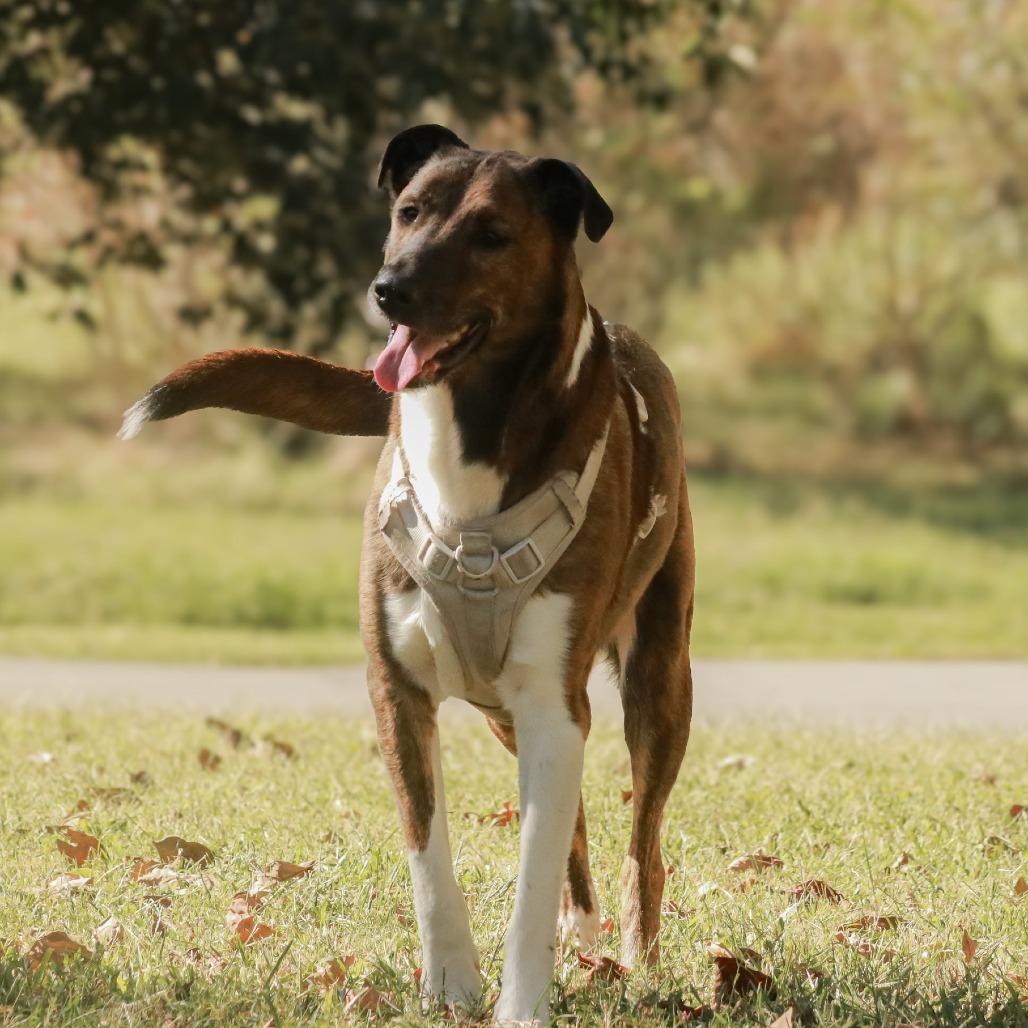 Enlarge Buster, a Adoptable mixed breed in Madisonville, KY image 3/3