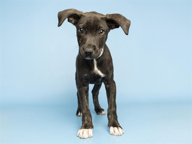 MUSA, Adoptable, Puppy Female Pit Bull Terrier.