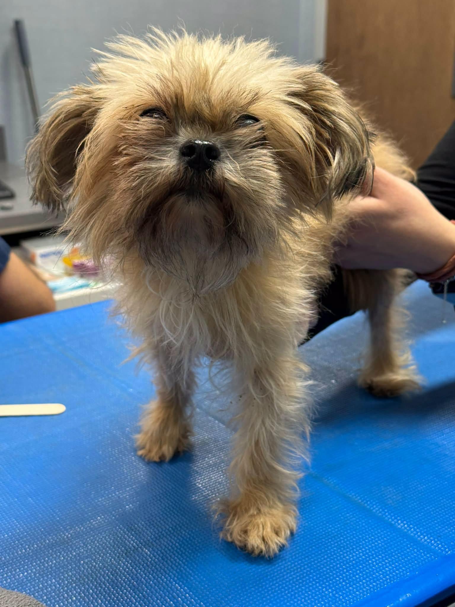 Lola Senior, Adoptable, Senior Female Yorkshire Terrier.