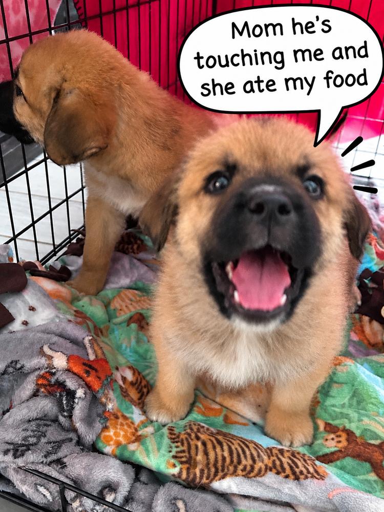 Enlarge Spongebob, a Adoptable mixed breed in Oswego, IL image 3/3