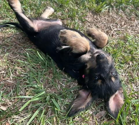 Enlarge Delilah, an adopted mixed breed in Calera, AL image 2/6