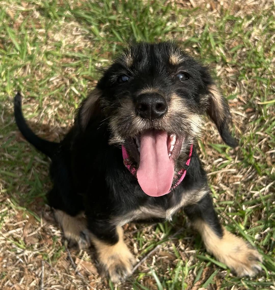 Enlarge Delilah, an adopted mixed breed in Calera, AL image 4/6