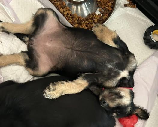 Enlarge Delilah, an adopted mixed breed in Calera, AL image 5/6