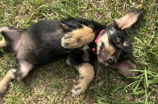 Enlarge Delilah, an adopted mixed breed in Calera, AL image 6/6