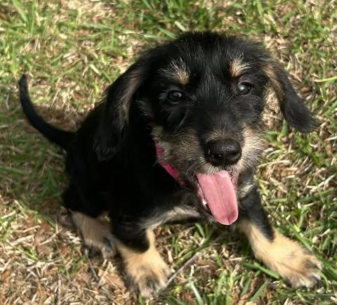 Enlarge Delilah, an adopted mixed breed in Calera, AL image 3/6