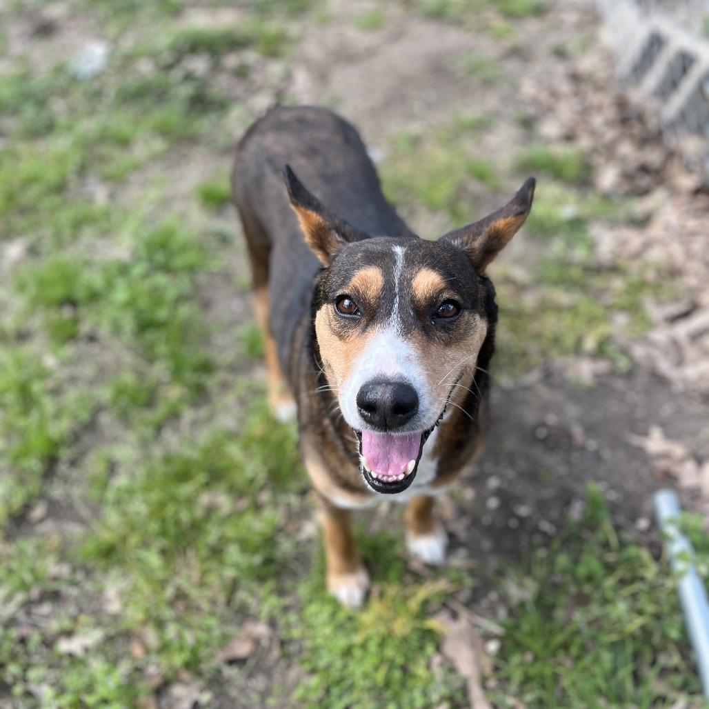 Dumbo, Adoptable, Adult Female Shepherd.