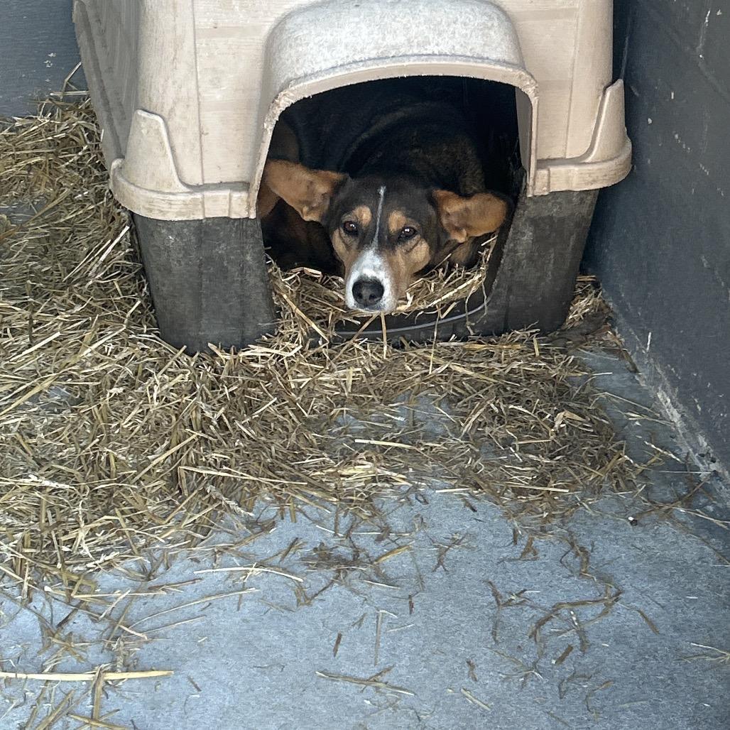 Enlarge Dumbo, a Adoptable mixed breed in Clanton, AL image 2/4