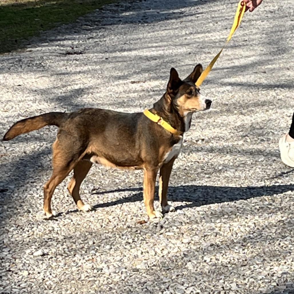 Enlarge Dumbo, a Adoptable mixed breed in Clanton, AL image 3/4