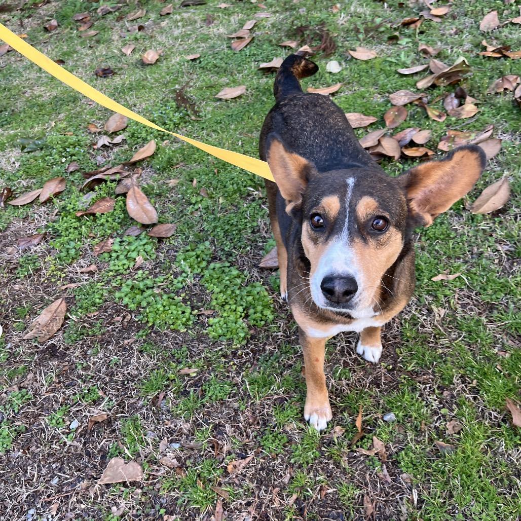 Enlarge Dumbo, a Adoptable mixed breed in Clanton, AL image 4/4