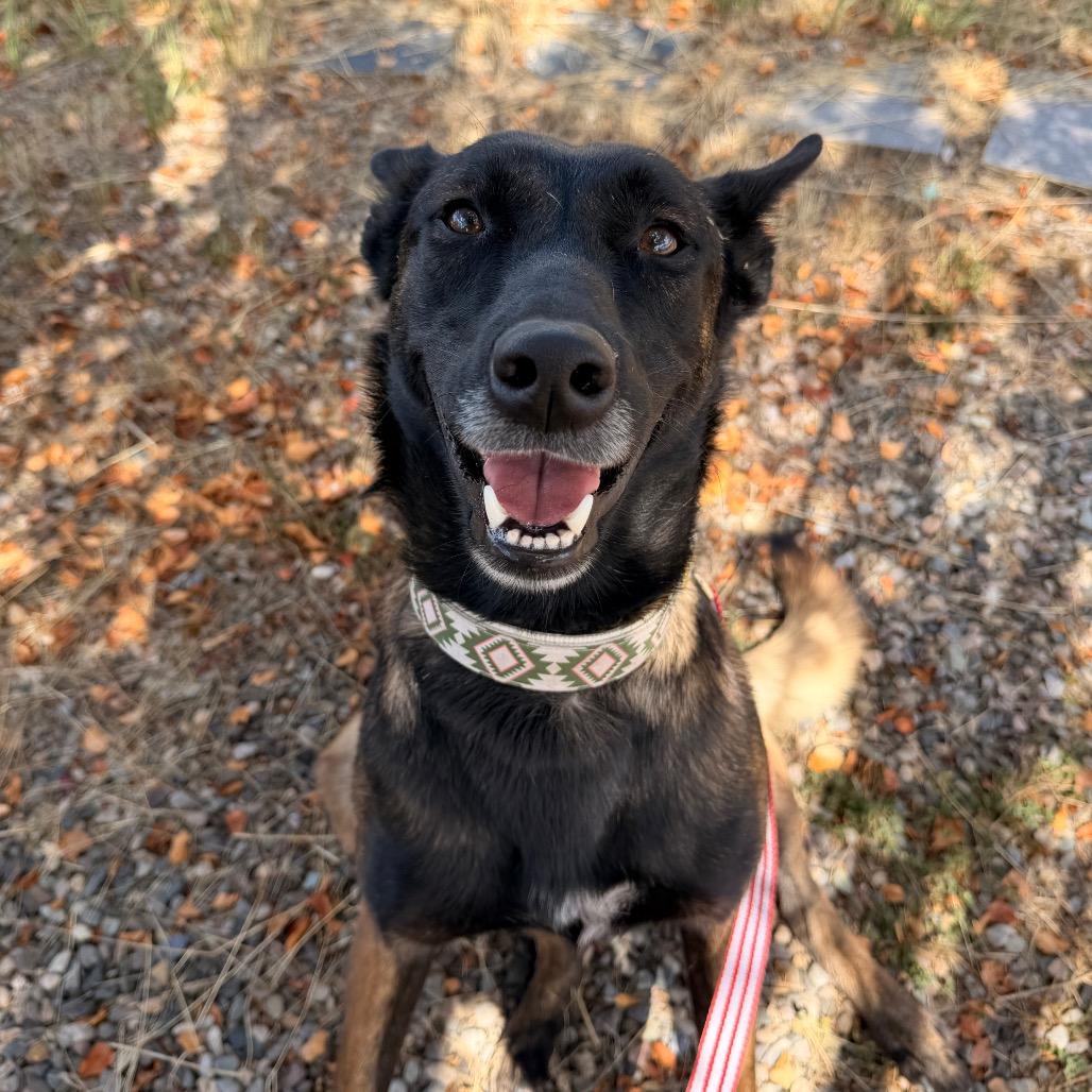 Enlarge Kira, a Adoptable Belgian Shepherd / Malinois in Pagosa Springs, CO image 1/1