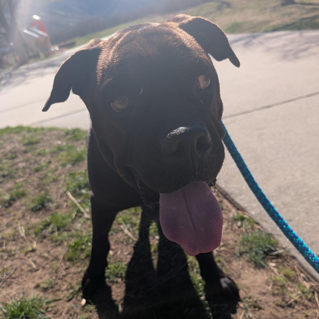 Babe, Adoptable, Adult Female Mixed Breed.