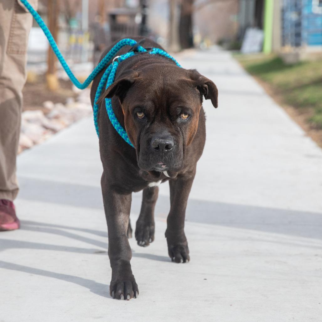 Babe, Adoptable, Adult Female Pit Bull Terrier & Mixed Breed.