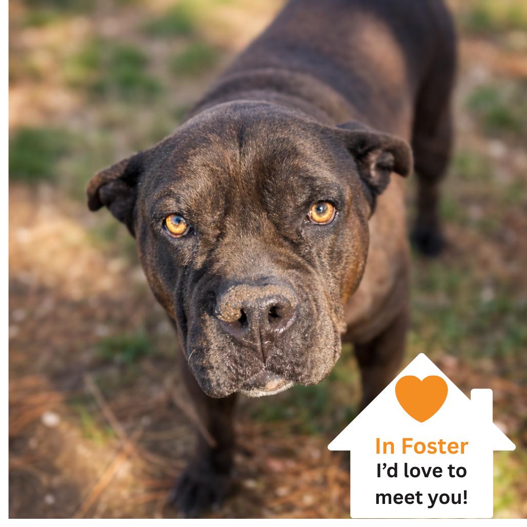Enlarge Babe, a Adoptable Mixed Breed in Salt Lake City, UT image 2/6