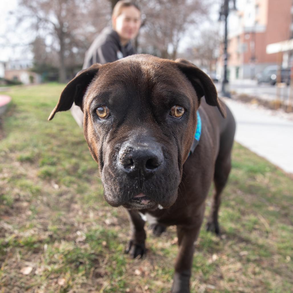 Babe, Adoptable, Adult Female Mixed Breed.
