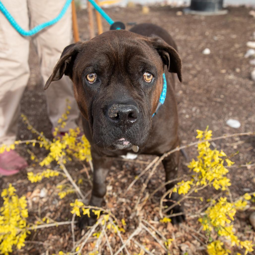 Enlarge Babe, a Adoptable mixed breed in Salt Lake City, UT image 3/6
