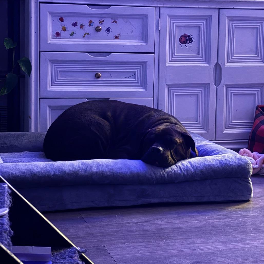 Enlarge Babe, a Adoptable mixed breed in Salt Lake City, UT image 5/6