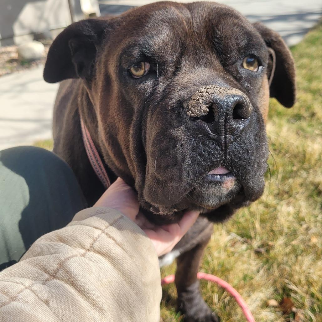 Enlarge Babe, a Adoptable mixed breed in Salt Lake City, UT image 6/6