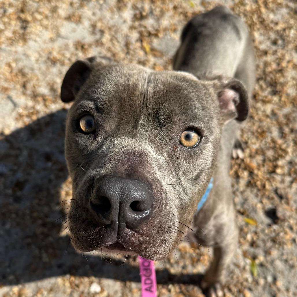 Greyson, a Adoptable Mixed Breed in Sarasota, FL image 1/5