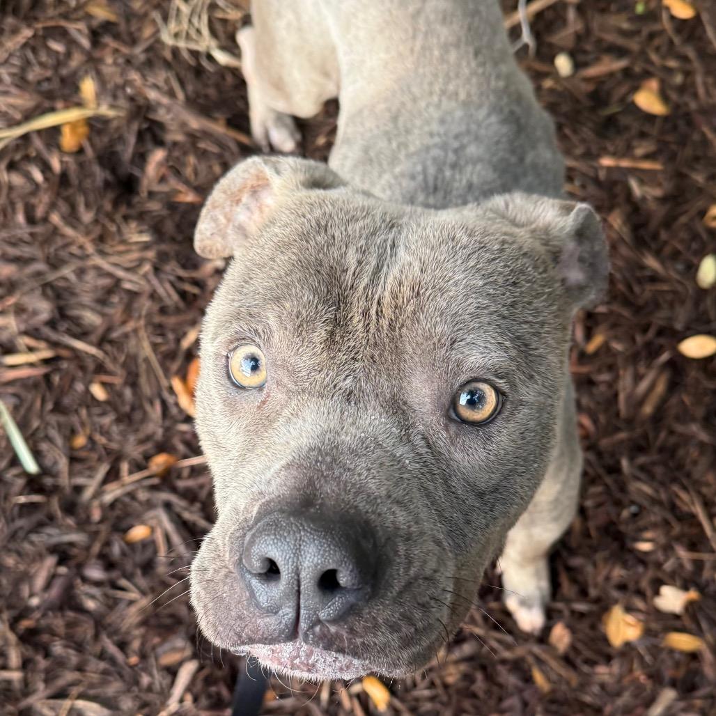 Greyson, a Adoptable Mixed Breed in Sarasota, FL image 3/5
