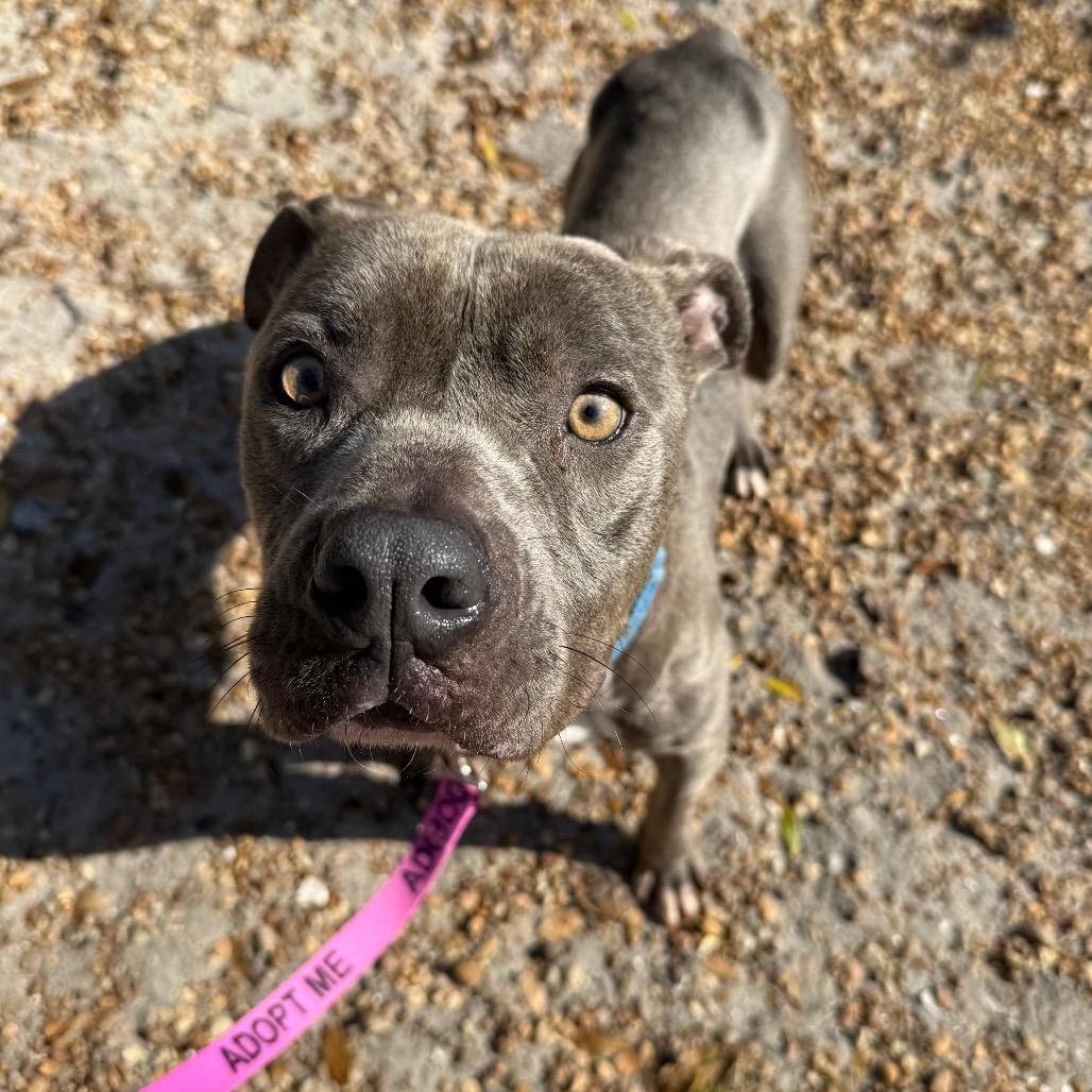 Greyson, a Adoptable Mixed Breed in Sarasota, FL image 4/5